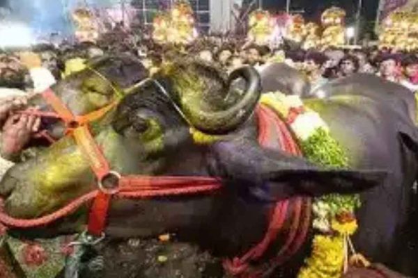 Hyderabad’s Sadar Festival: the buffalo carnival that keeps tradition alive in the city Hyderabad’s Sadar Festival: the buffalo carnival that keeps tradition alive in the city