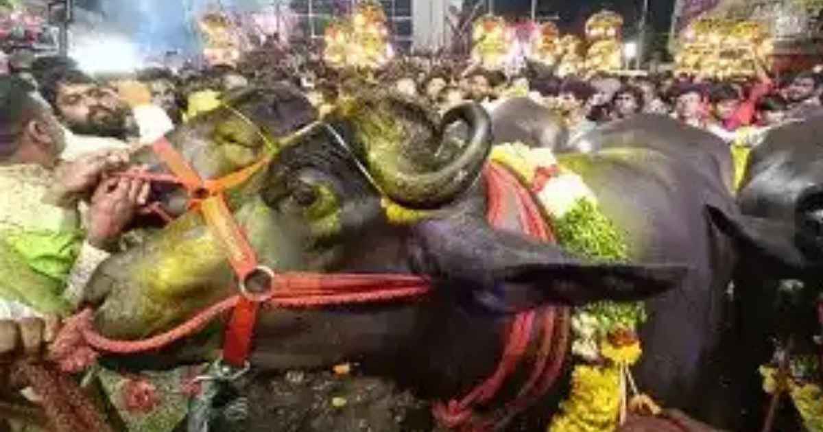 Hyderabad’s Sadar Festival: the buffalo carnival that keeps tradition alive in the city